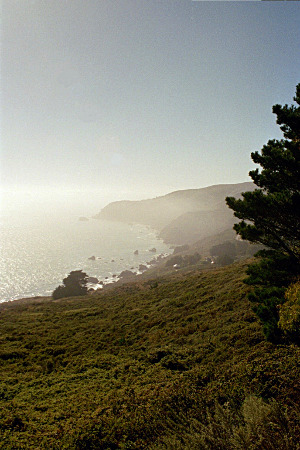 [A curving coastline can be seen through the fog covering it. There is a tree right beside the camera, but the rest of the greenery is low ground cover.]